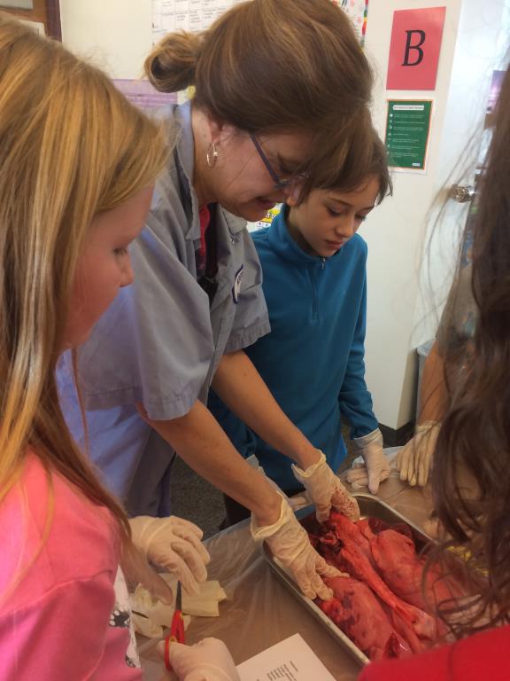 5th Grade Pig Dissection.  Thank you Sanders in Custer for donating the pig plucks!<br/>https://sandersmeats.com/