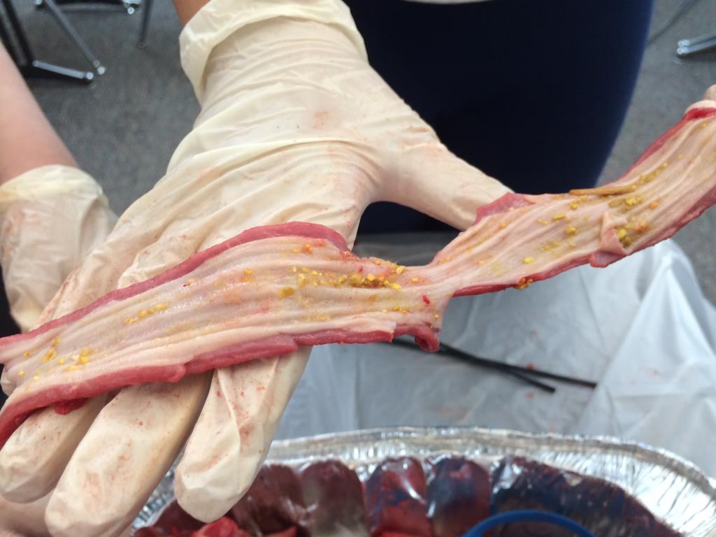 Pig Dissection